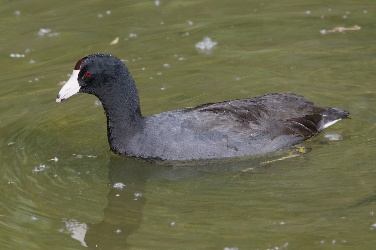 American Coot - ML623764923