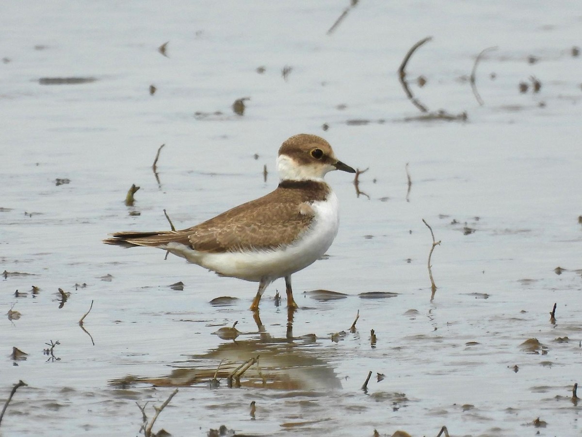 Little Ringed Plover - Andy Todd