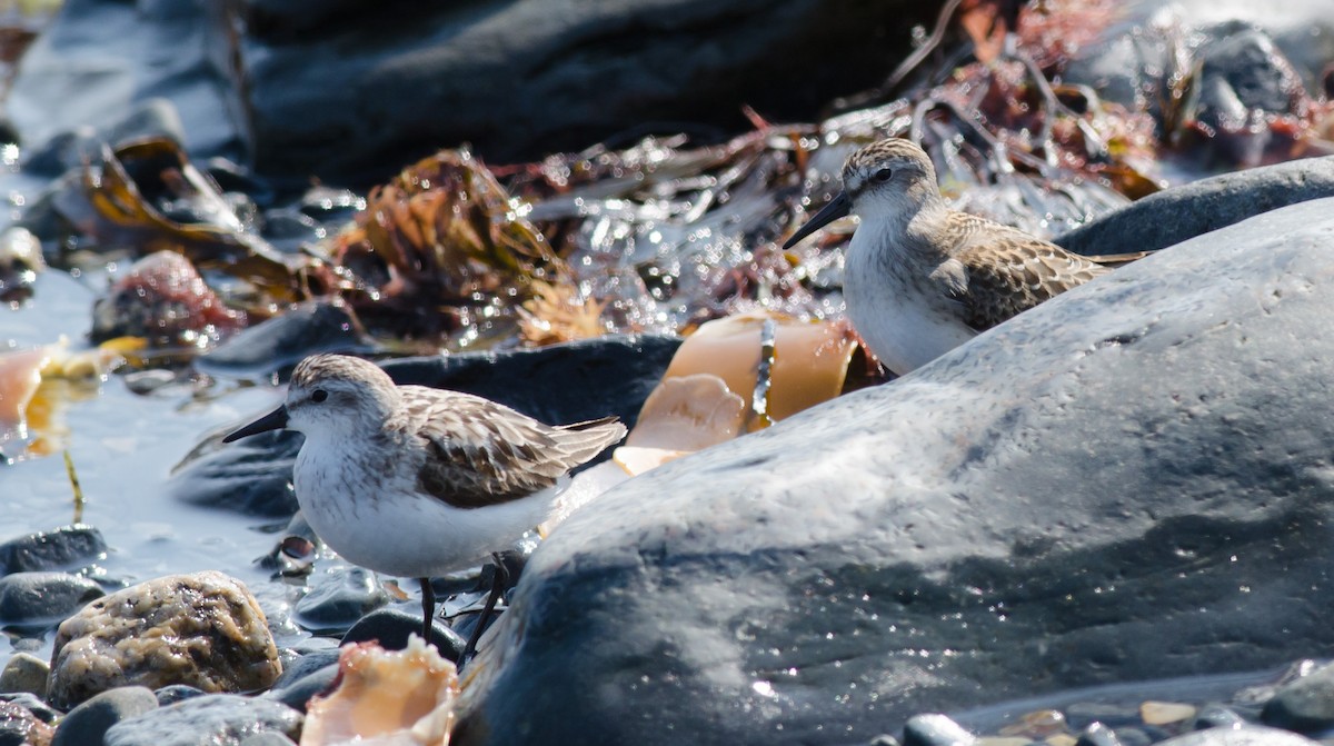 Semipalmated Sandpiper - ML623764977