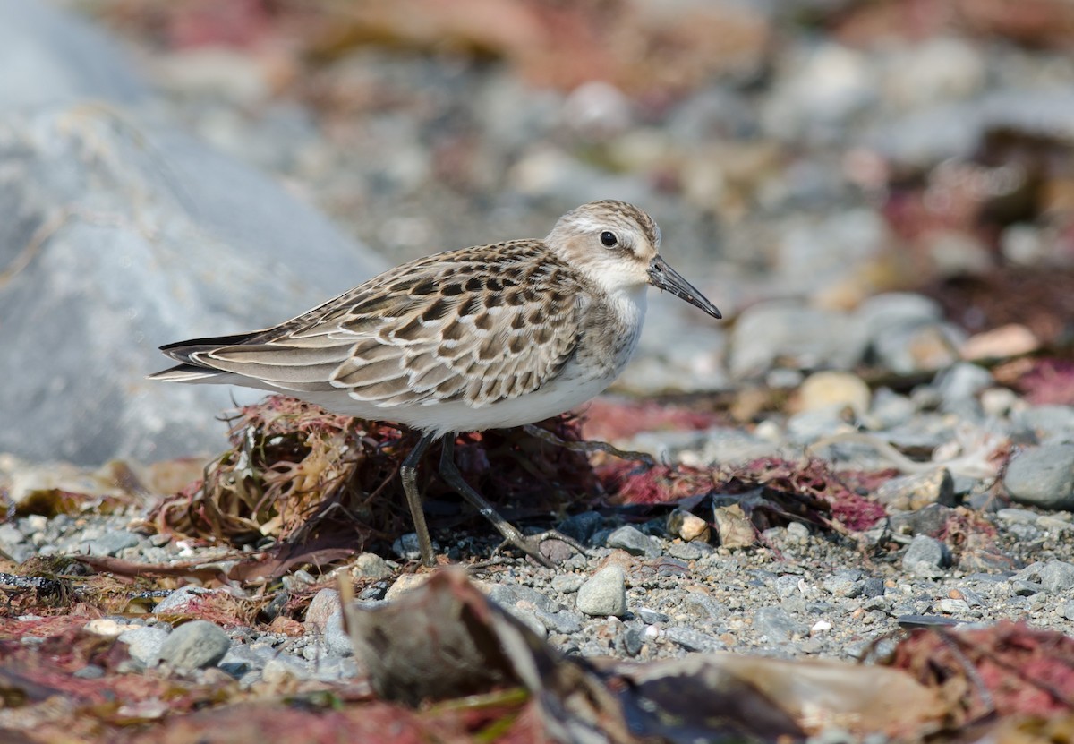 Semipalmated Sandpiper - Alix d'Entremont