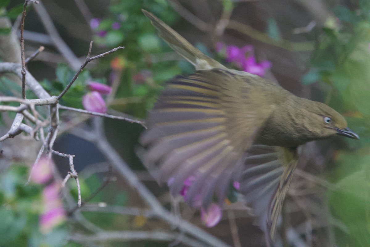 Sombre Greenbul - ML623764983