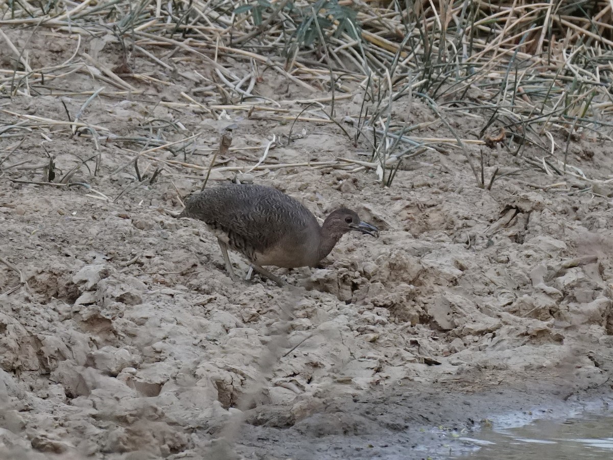 Undulated Tinamou - ML623764988