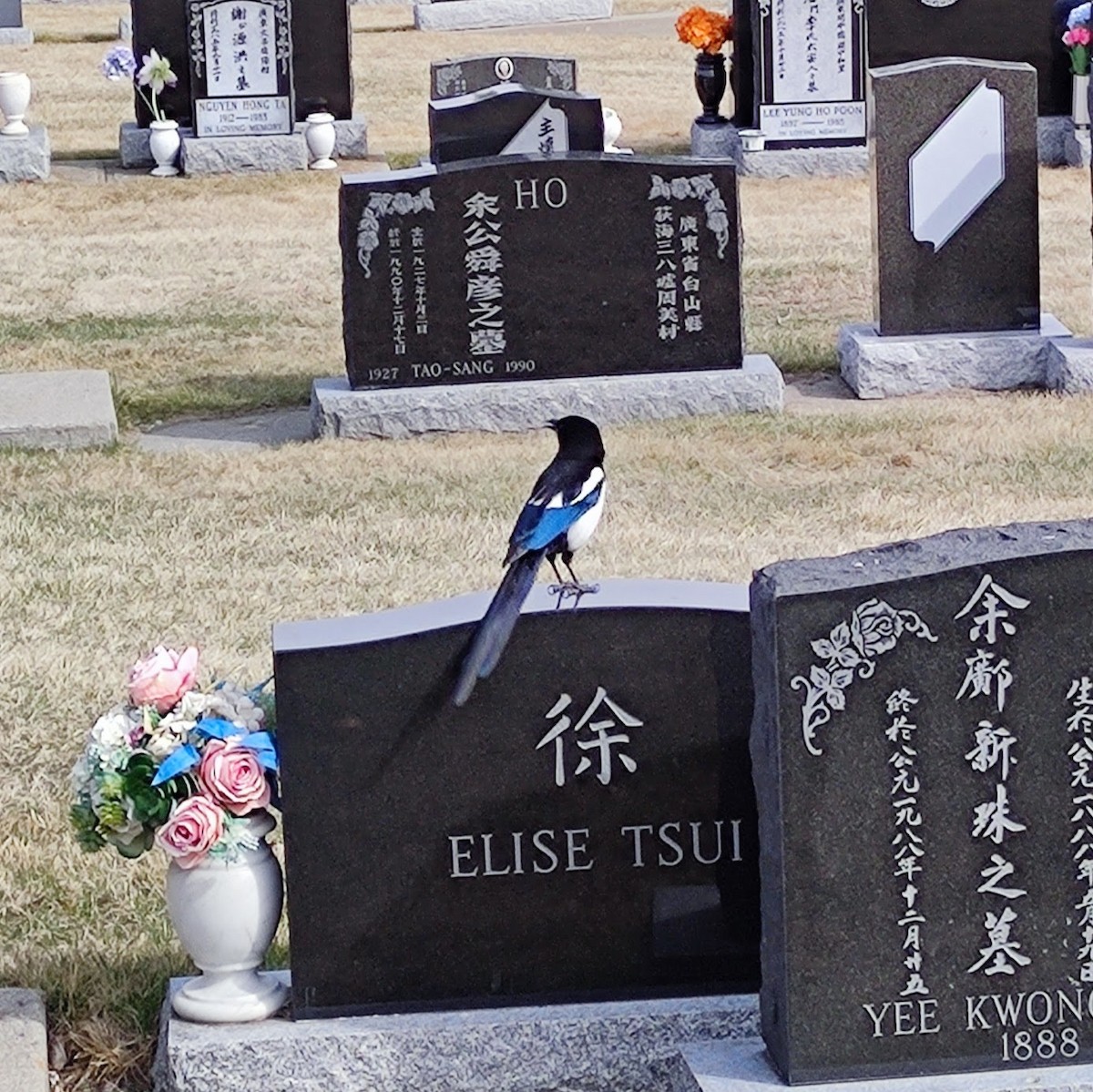 Black-billed Magpie - Robin Holm