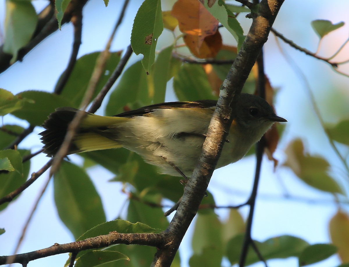 American Redstart - ML623765004