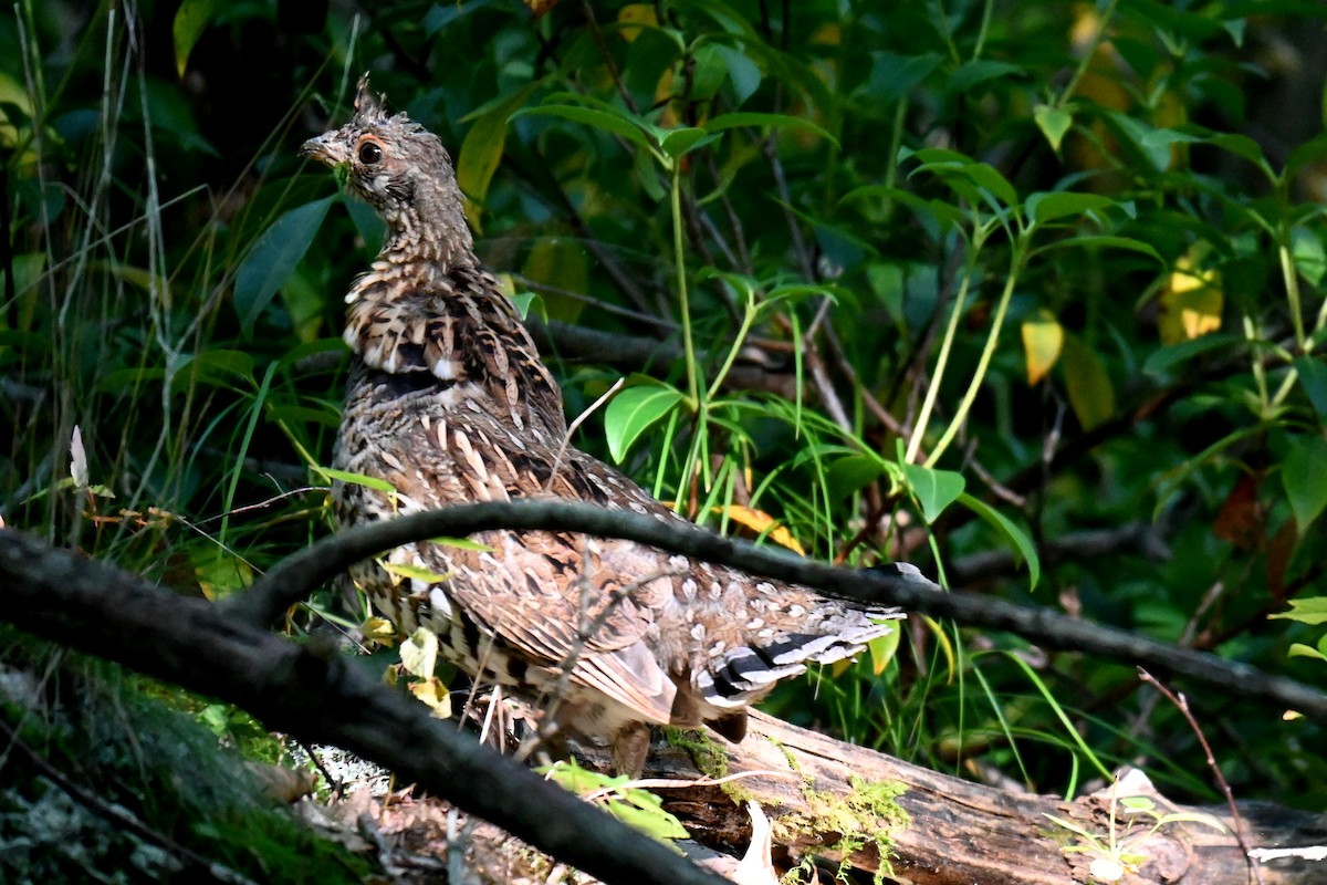 Ruffed Grouse - ML623765006