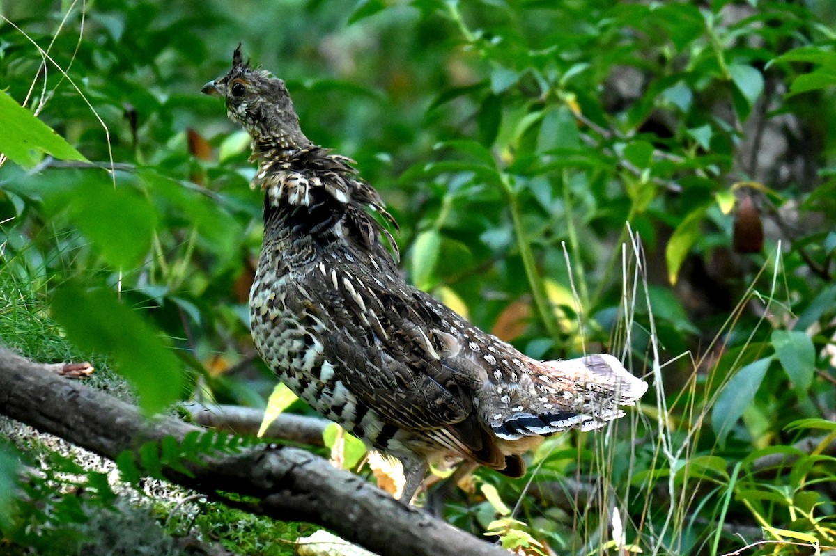 Ruffed Grouse - Ann Mackey