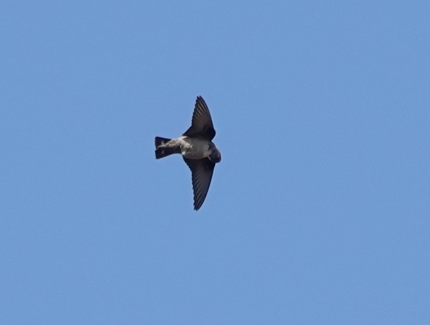 Eurasian Crag-Martin - ML623765024