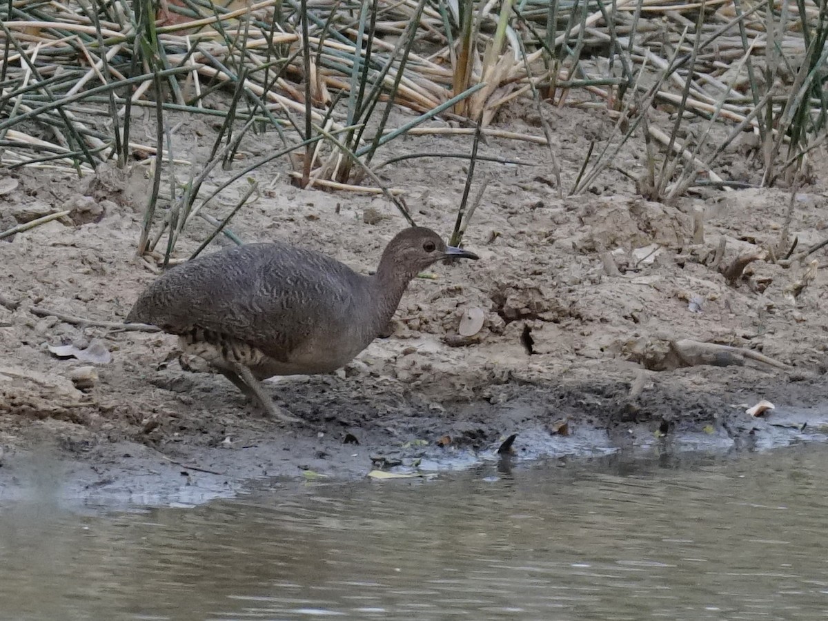 Undulated Tinamou - ML623765040