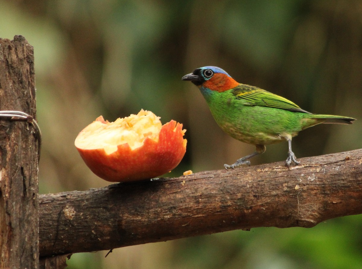 Red-necked Tanager - ML623765044