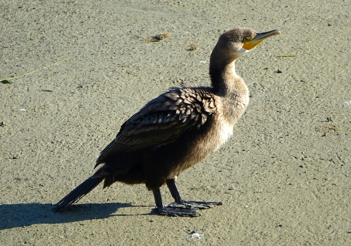 Cormorán Grande - ML623765046