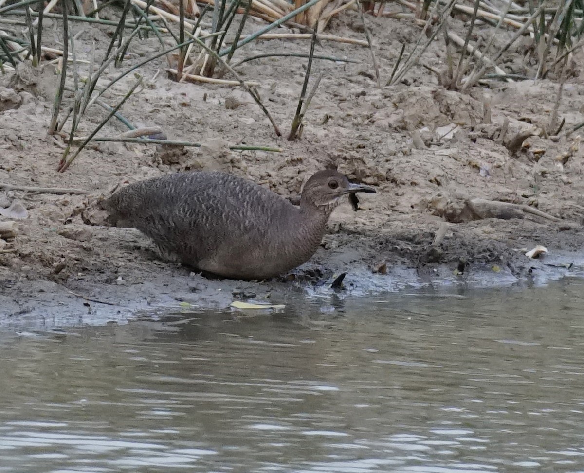 Undulated Tinamou - ML623765070