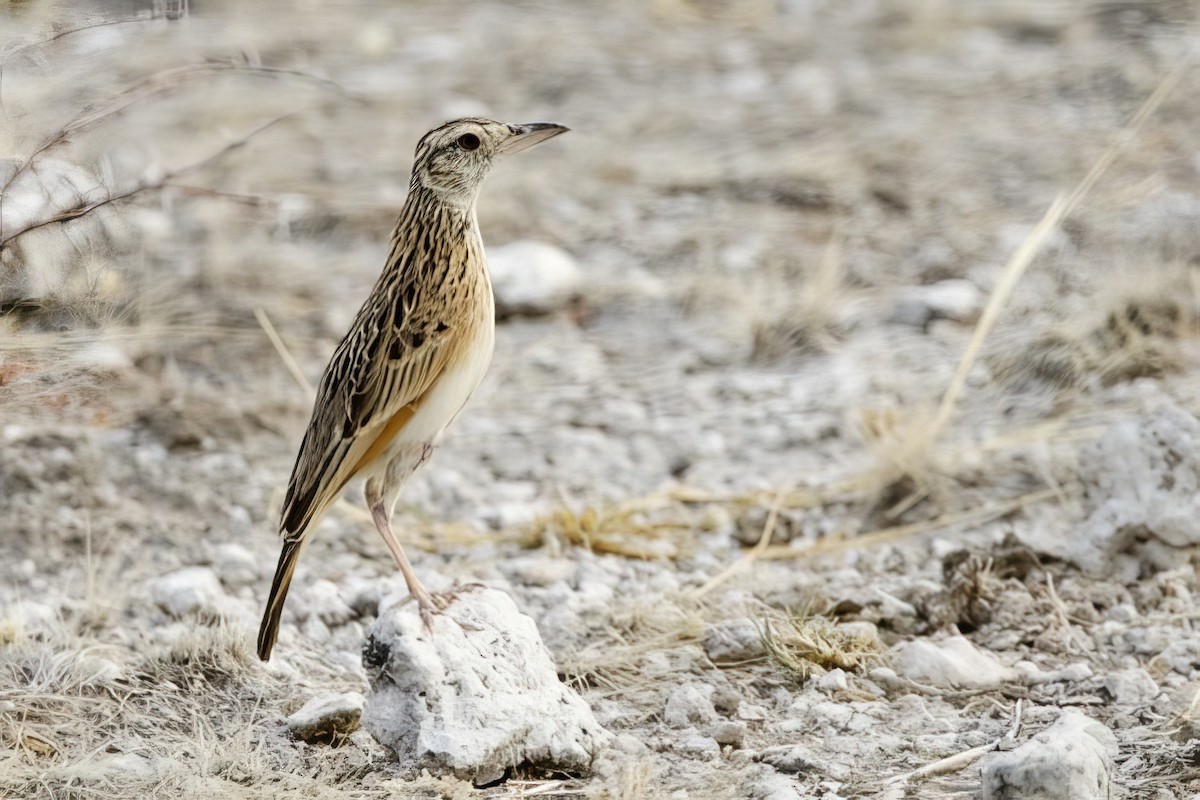 Rufous-naped Lark - ML623765079