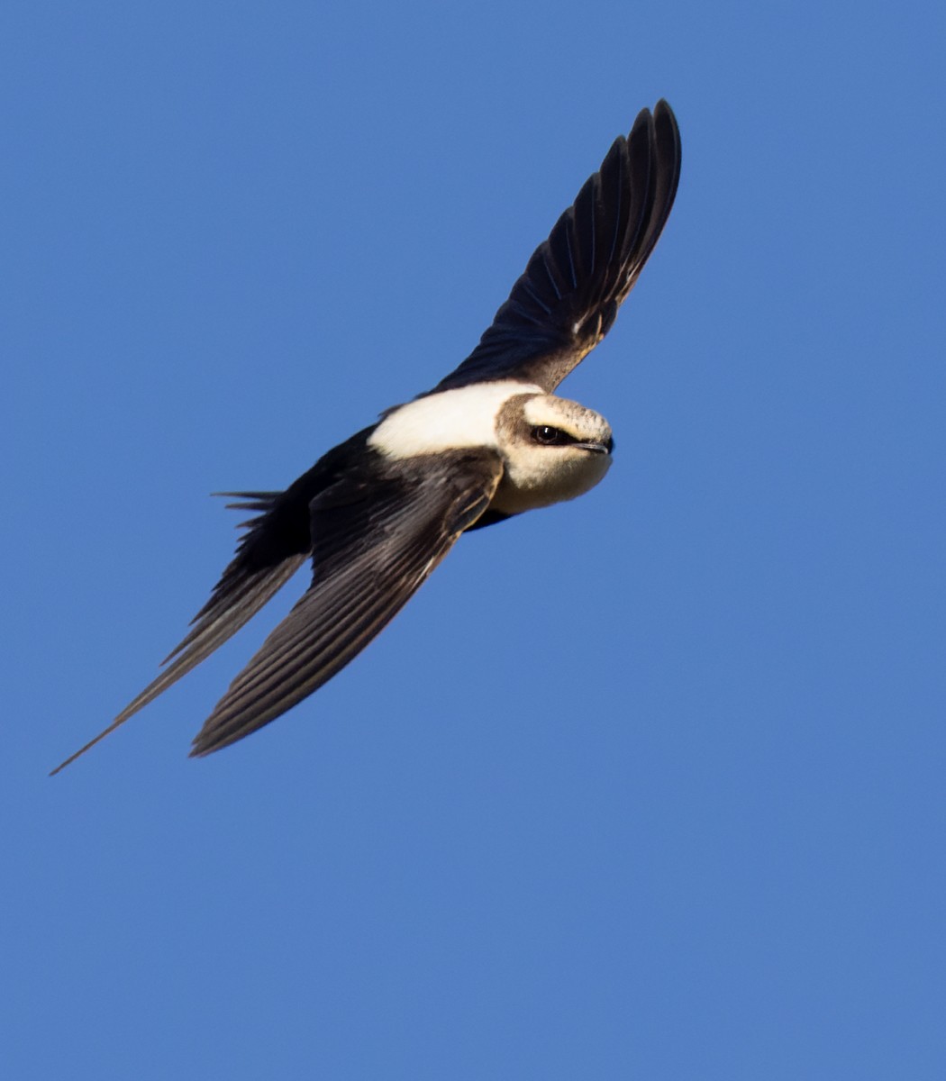 White-backed Swallow - ML623765131