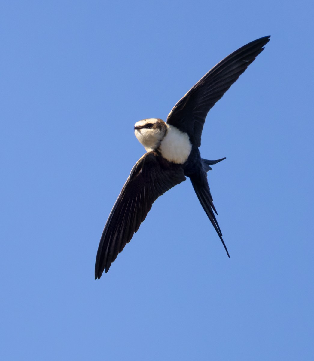 Hirondelle à dos blanc - ML623765132