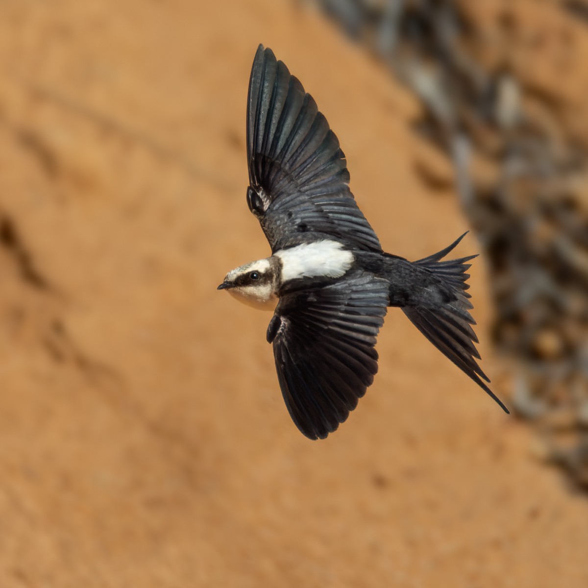 White-backed Swallow - ML623765134