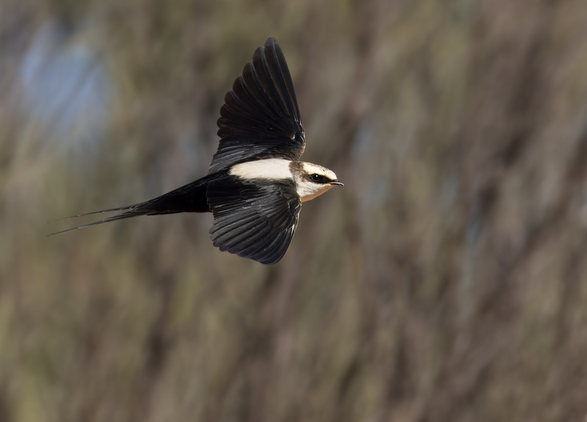 White-backed Swallow - ML623765137