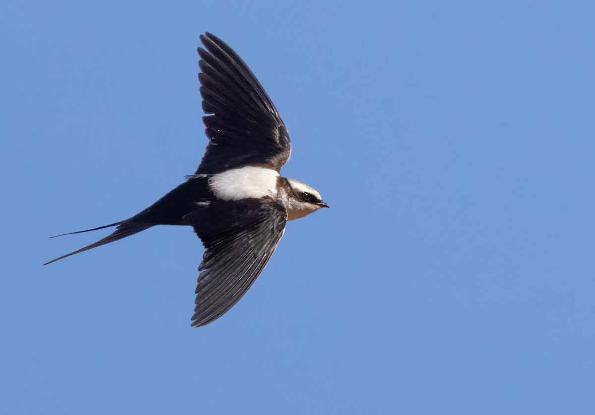 White-backed Swallow - ML623765140