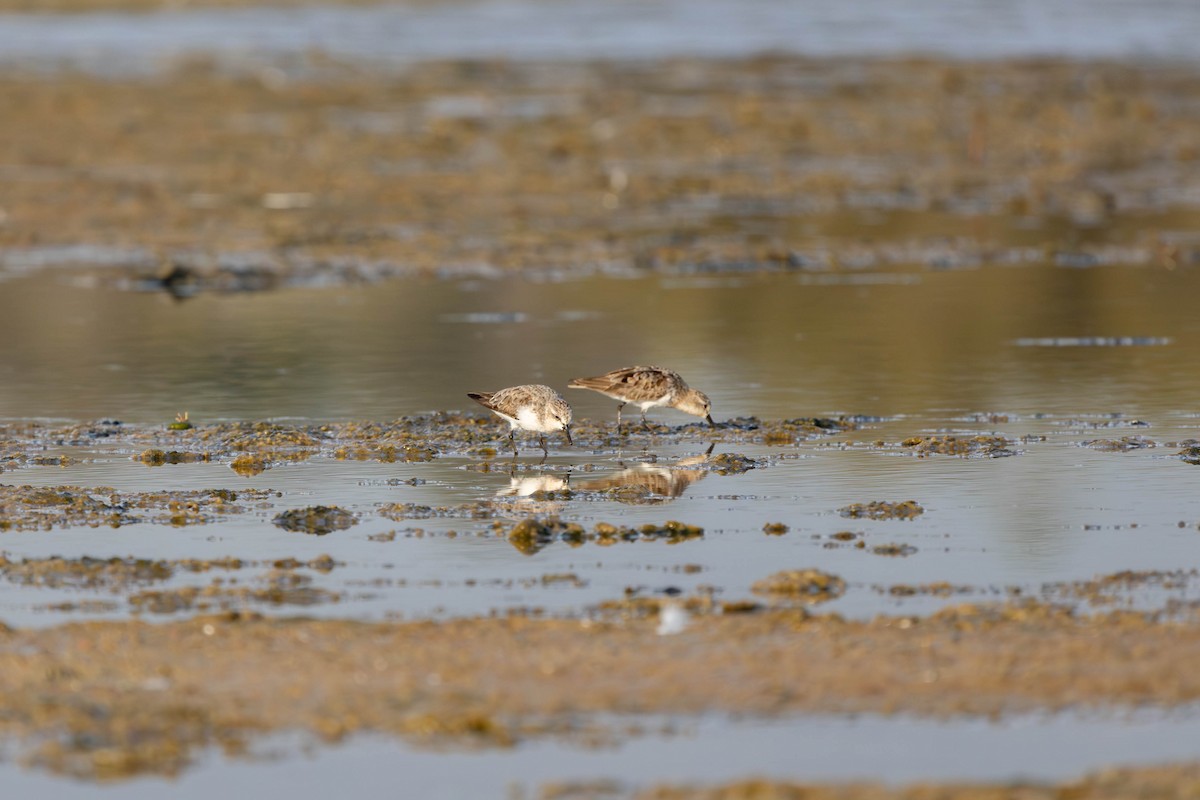 Red-necked Stint - ML623765153