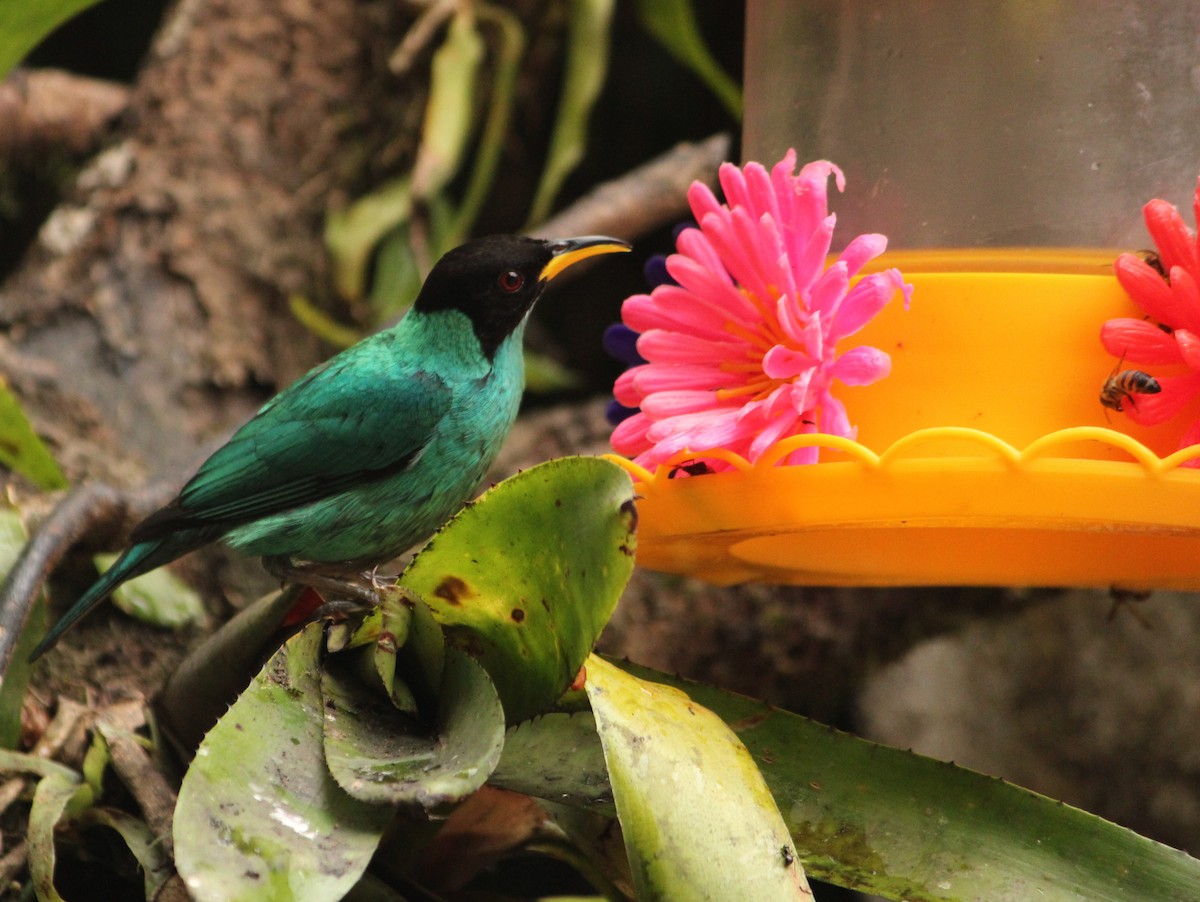 Green Honeycreeper - ML623765161