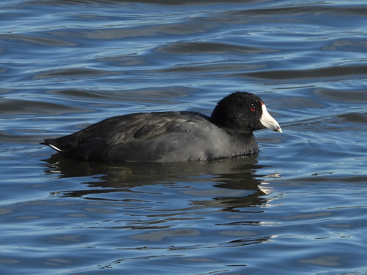 American Coot - ML623765197