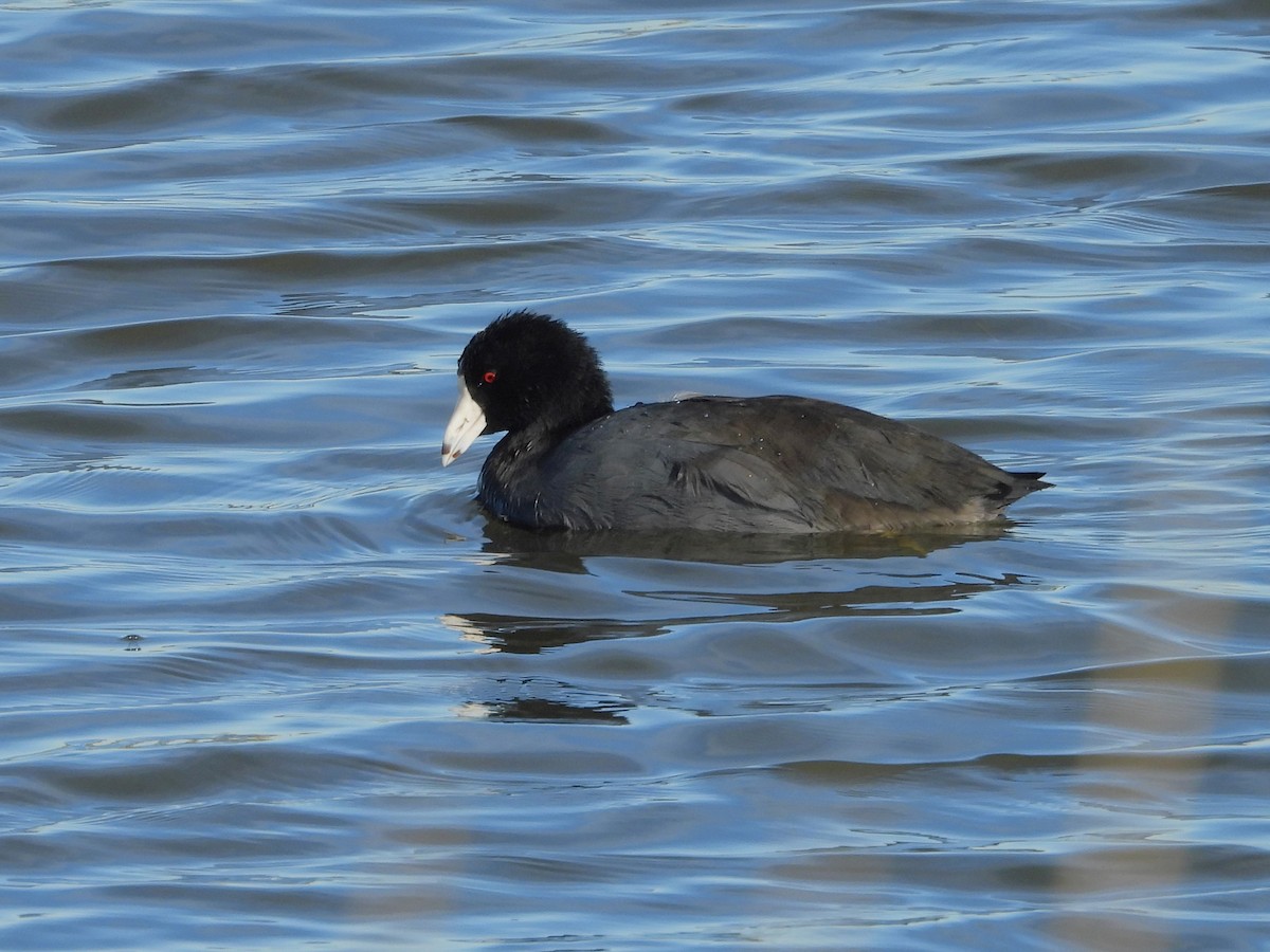 American Coot - ML623765198