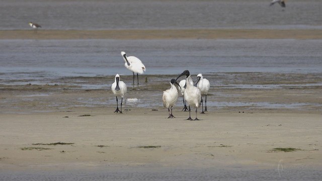 Australian Ibis - ML623765218