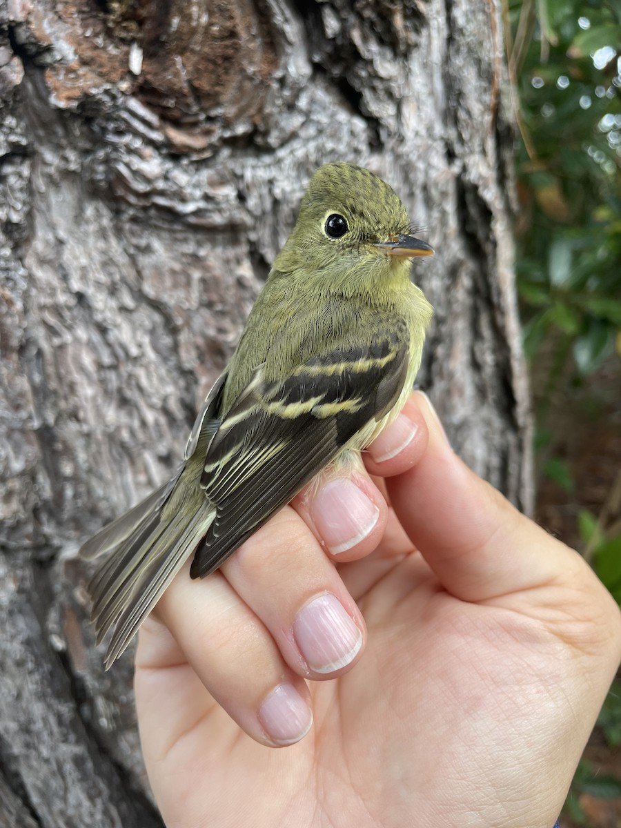 Yellow-bellied Flycatcher - ML623765249