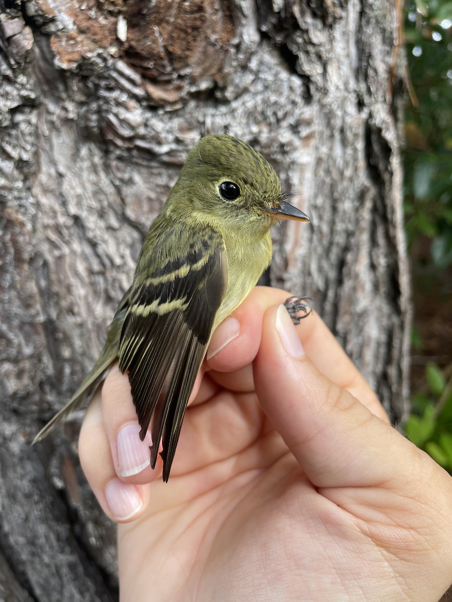 Yellow-bellied Flycatcher - ML623765250