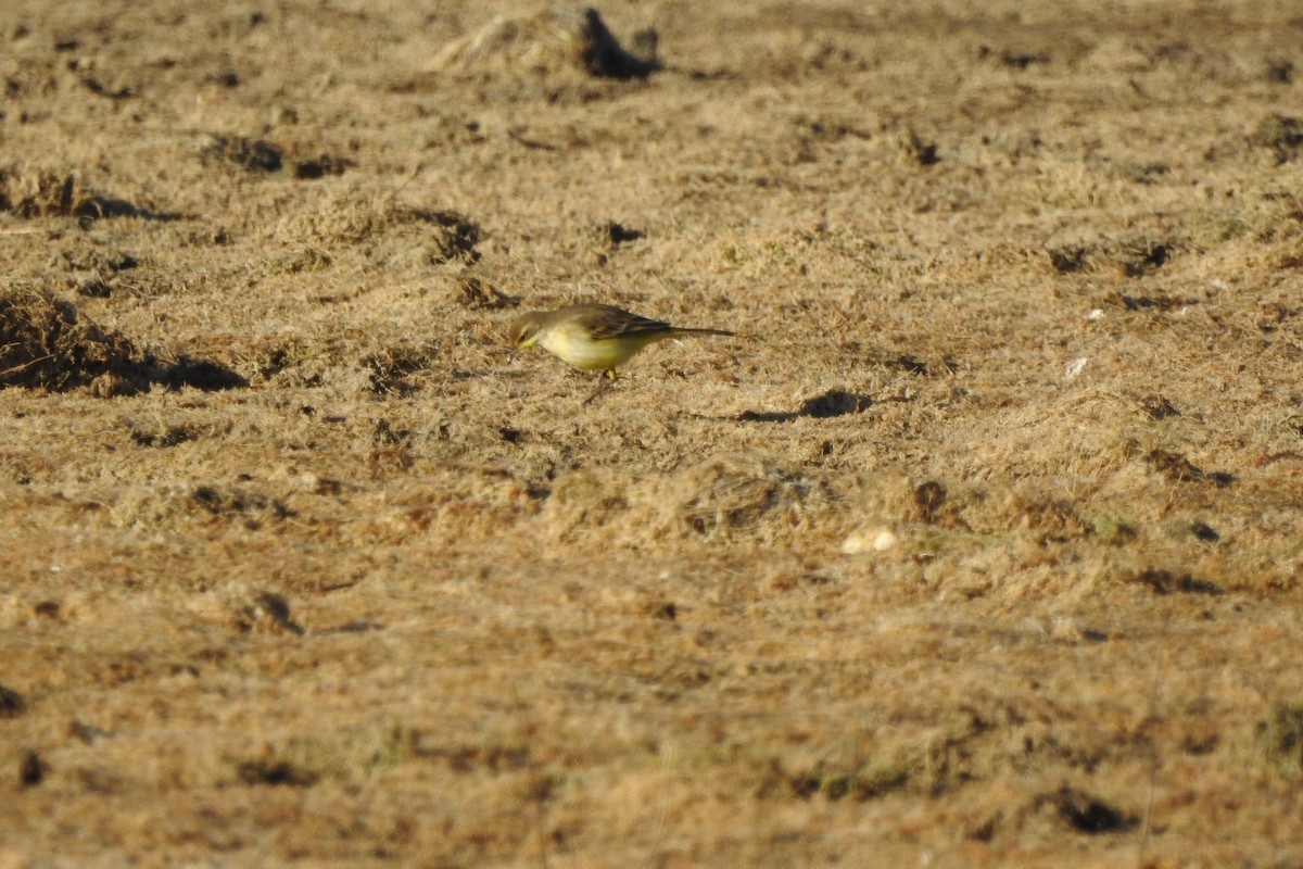 Western Yellow Wagtail (flavissima) - César San Segundo Ontín