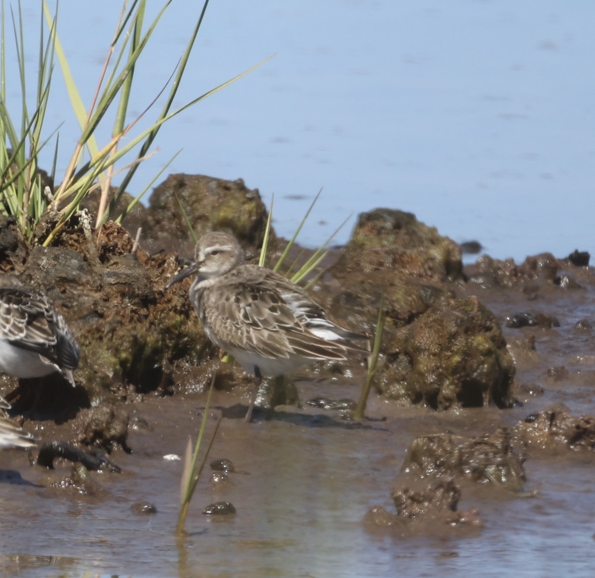 White-rumped Sandpiper - ML623765283