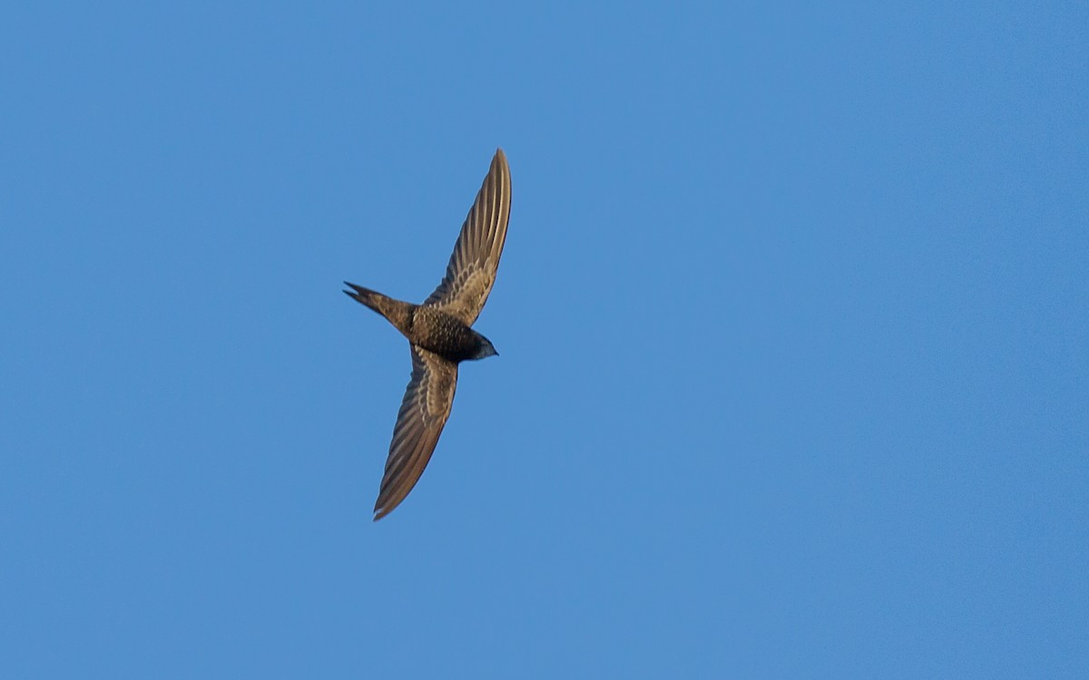 Pallid Swift - ML623765287