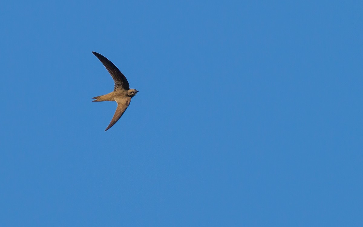 Pallid Swift - ML623765308