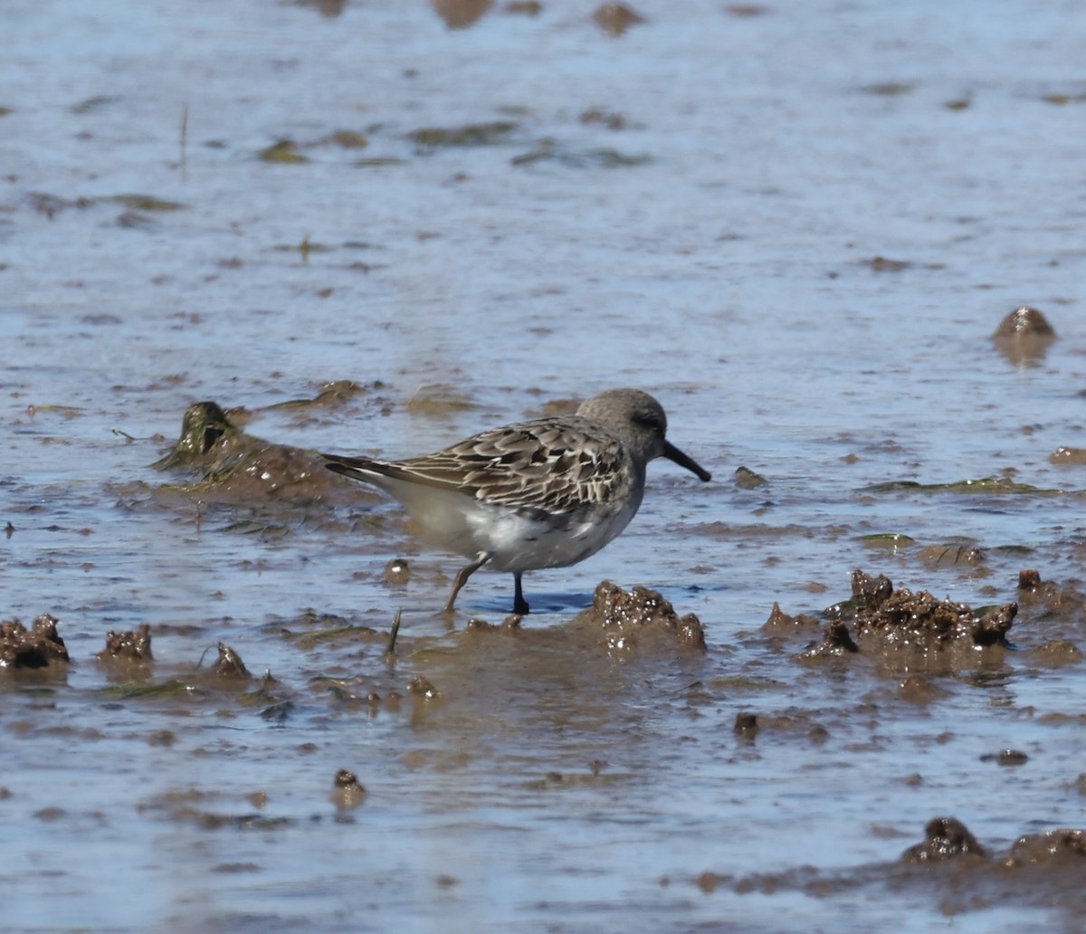 Least Sandpiper - ML623765313