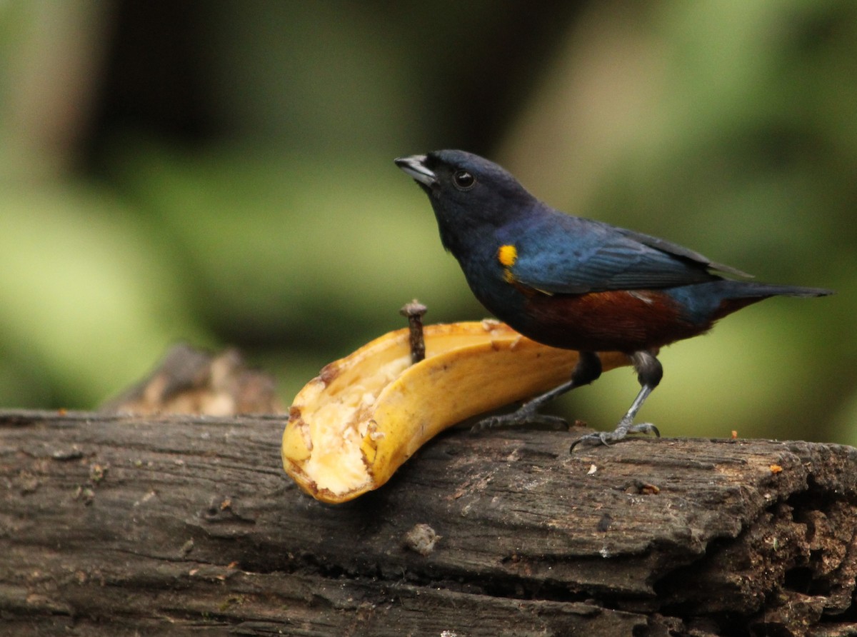 Chestnut-bellied Euphonia - ML623765324