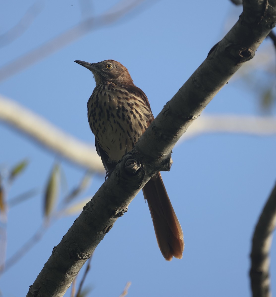 Brown Thrasher - ML623765381