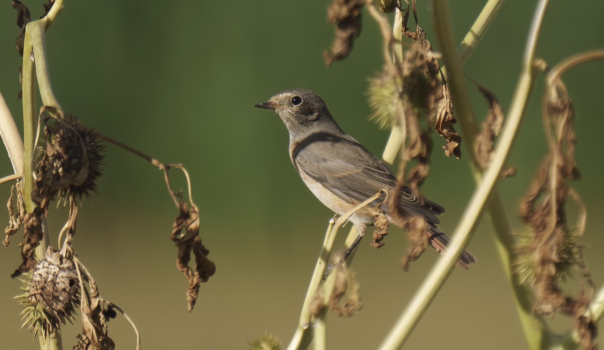 Common Redstart - ML623765383