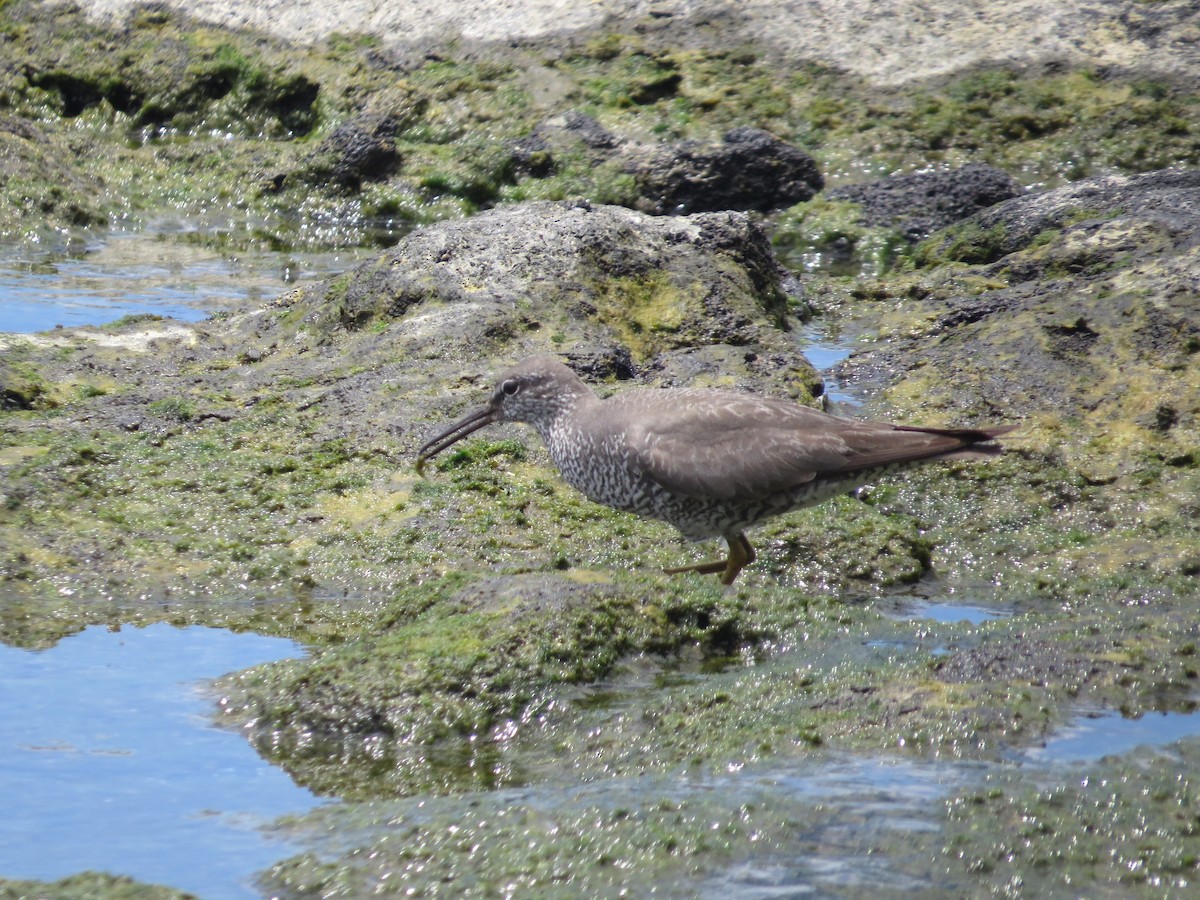 Wandering Tattler - ML623765385