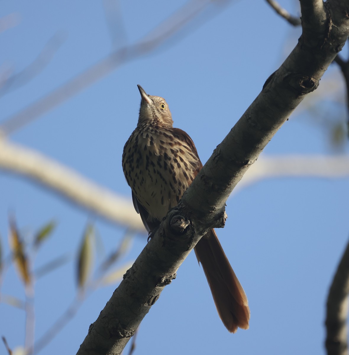 Brown Thrasher - ML623765394