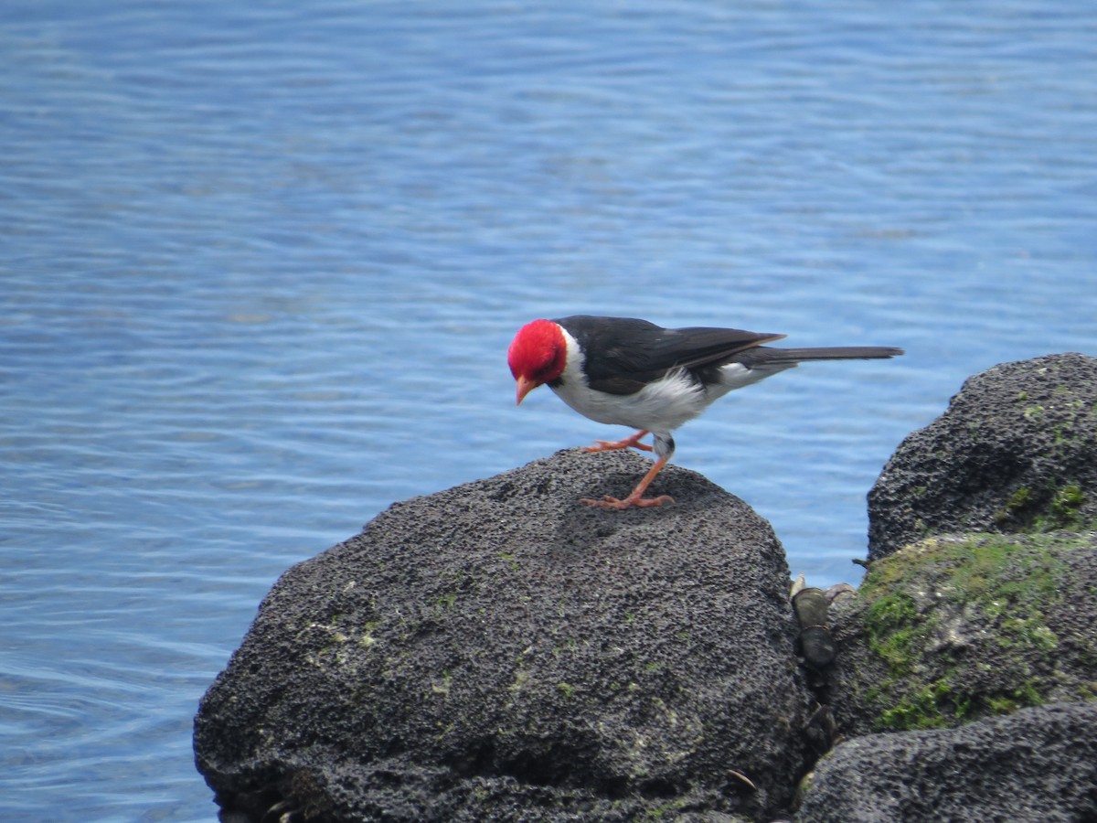 Yellow-billed Cardinal - ML623765449