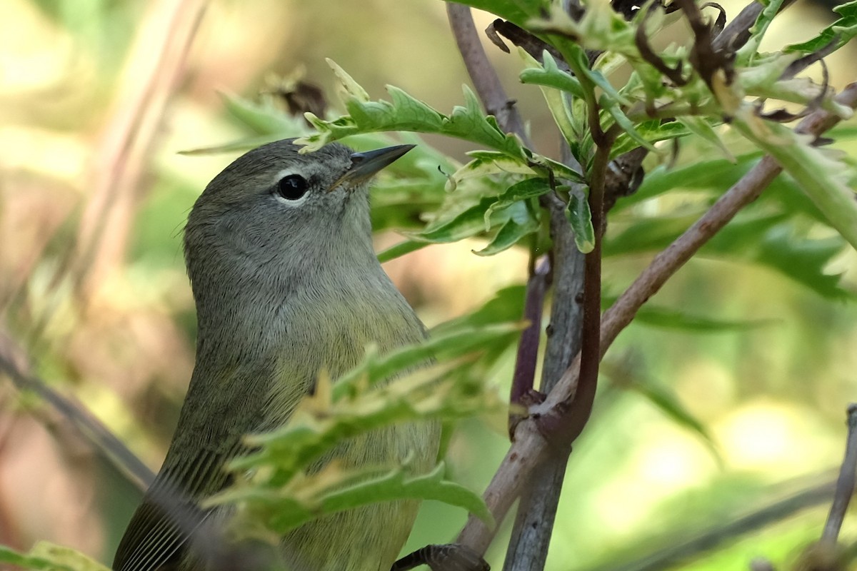 Orange-crowned Warbler - ML623765473