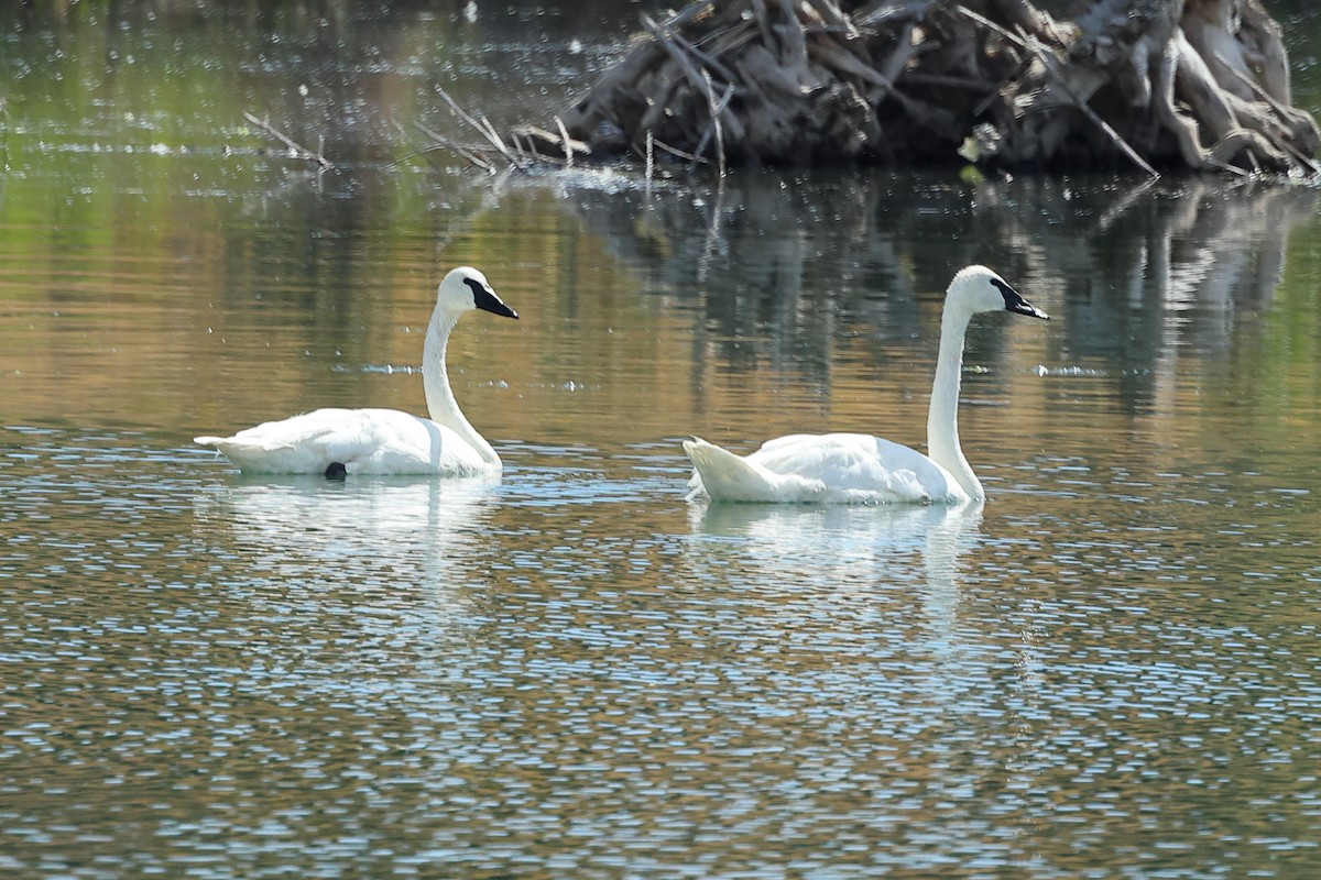 Trumpeter Swan - ML623765512