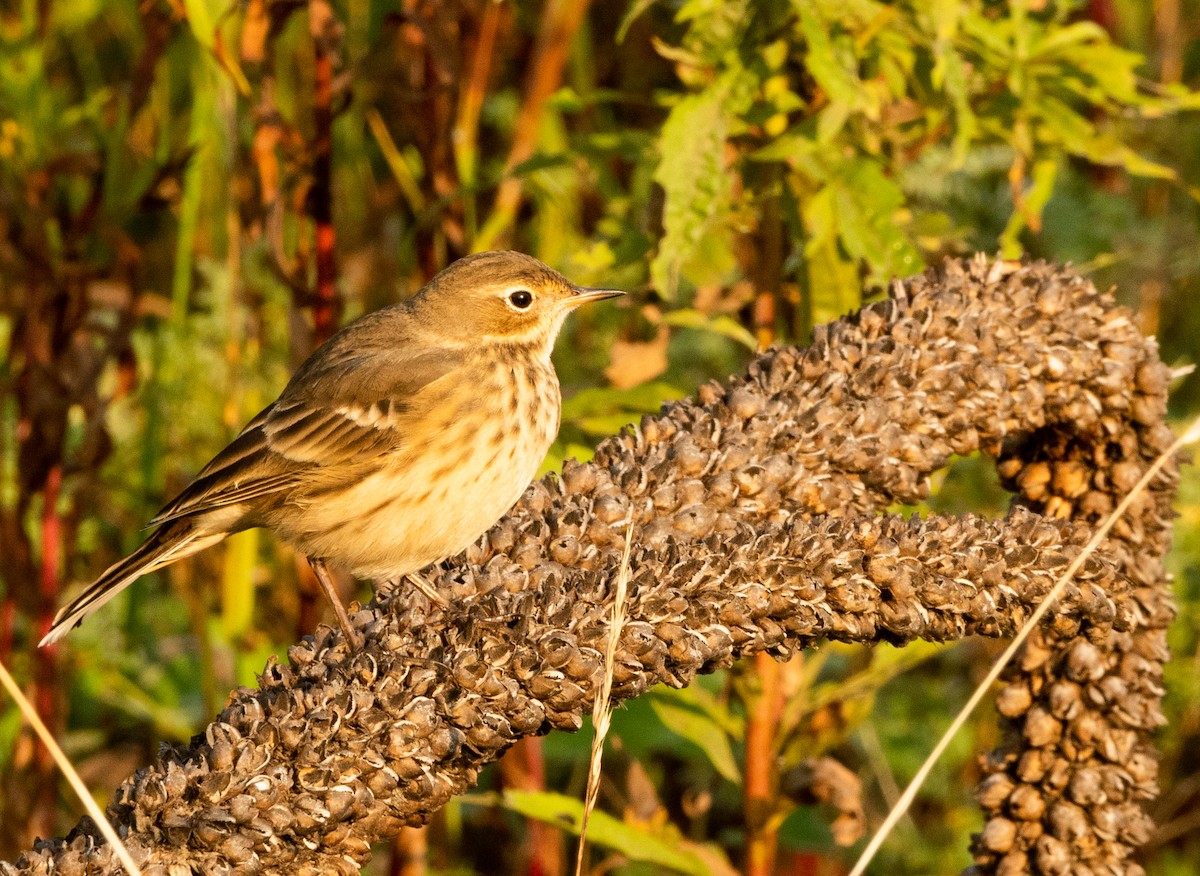 American Pipit - ML623765590