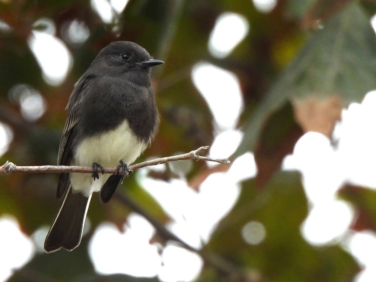 Black Phoebe - Kiandra Mitchell