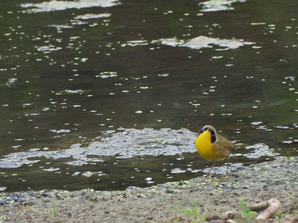 Common Yellowthroat - ML623765745