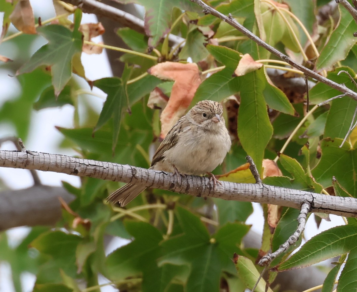 Brewer's Sparrow - ML623765759