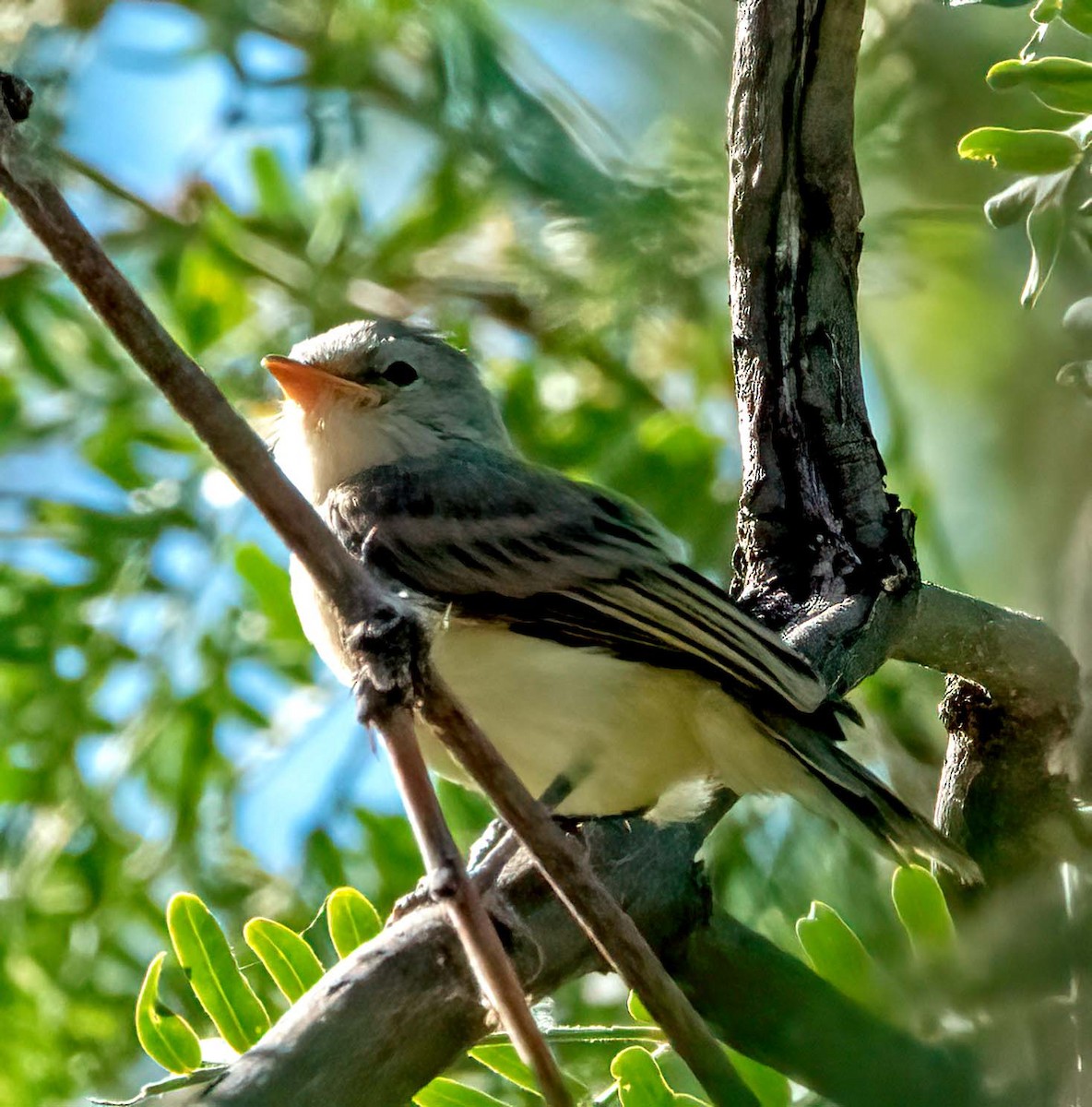 Northern Beardless-Tyrannulet - ML623765768