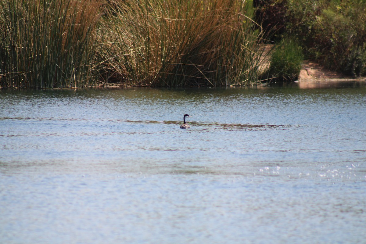 Western Grebe - ML623765888