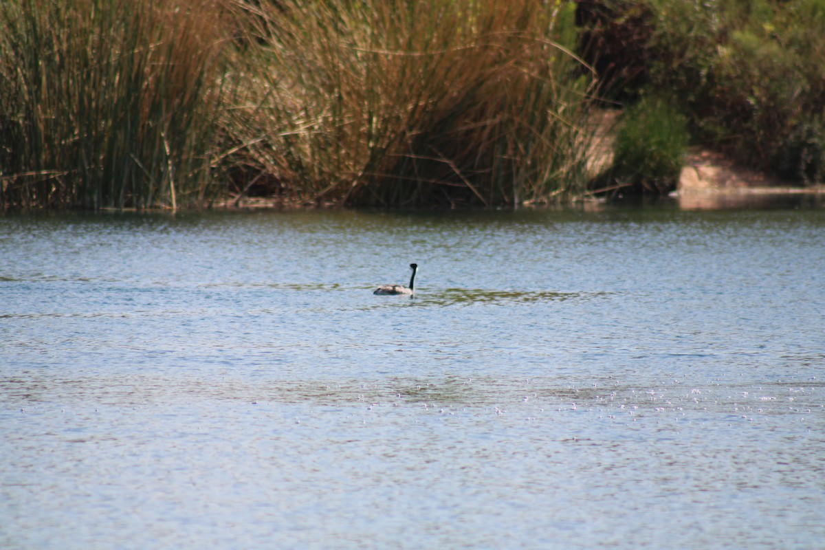 Western Grebe - ML623765889