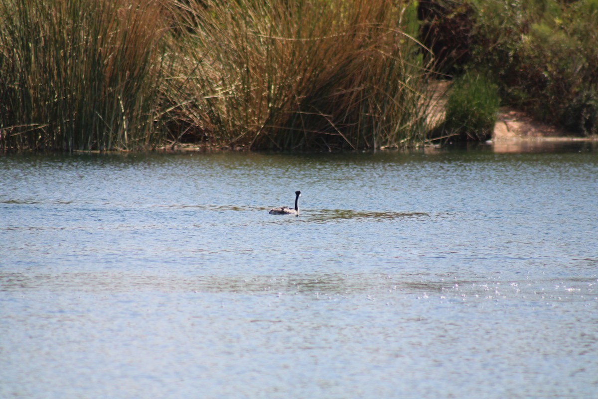 Western Grebe - ML623765890