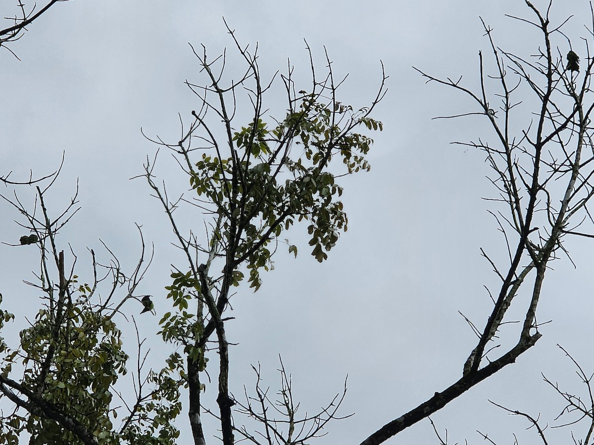 Orange-chinned Parakeet - ML623765897